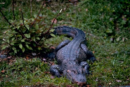 Image title: Chinese alligator Image from Public domain images website, http://www.public-domain-image.com/full-image/fauna-animals-public-domain-images-pictures/reptiles-and-amphibians-public-domain- photo