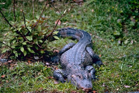 Chinese Alligator (Alligator sinensis)