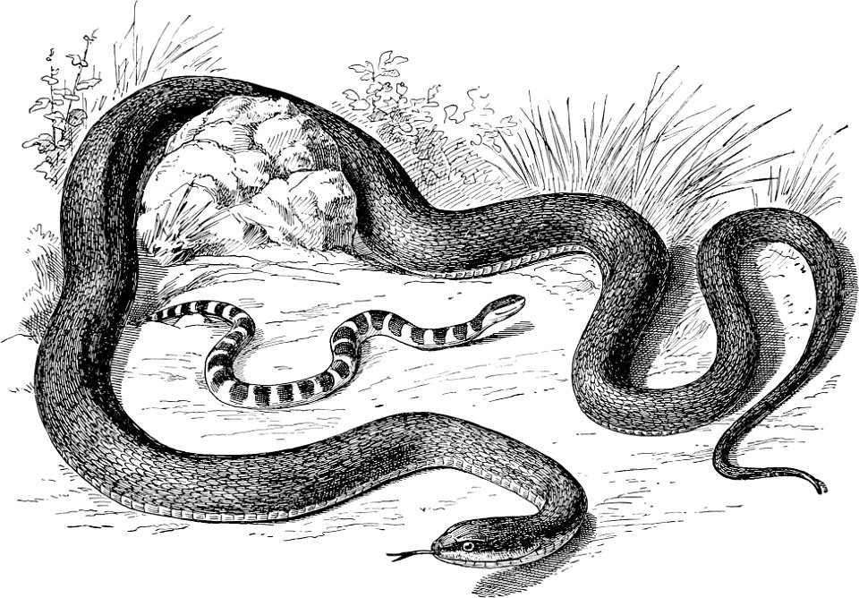 Black Racer from The turtles, snakes, frogs and other reptiles and amphibians of New England and the north