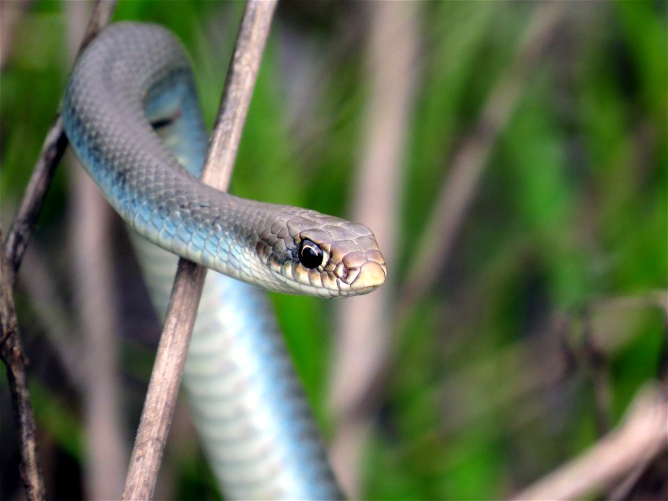 Coluber constrictor from Port Louisa National Wildlife Service. Photo by Jessica Bolser/USFWS.
