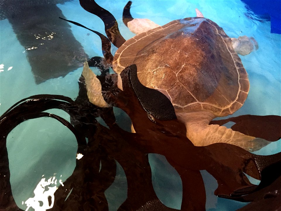 Photo by U.S. Fish and Wildlife Service
Two distressed sea turtles rescued on the coast after winter storms have taken an important next step in their journey to return to the ocean. On April 21, they