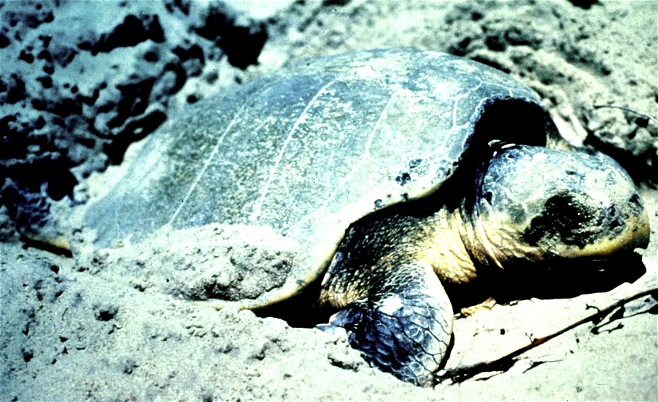Turtle laying eggs.