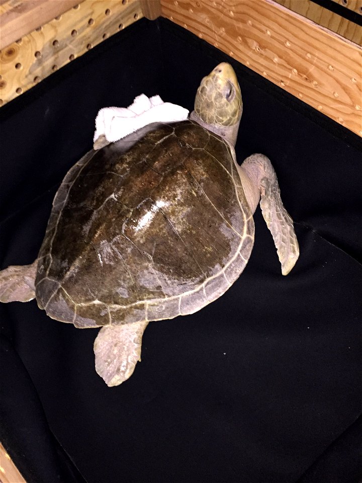 Photo by U.S. Fish and Wildlife Service
Two distressed sea turtles rescued on the coast after winter storms have taken an important next step in their journey to return to the ocean. On April 21, they