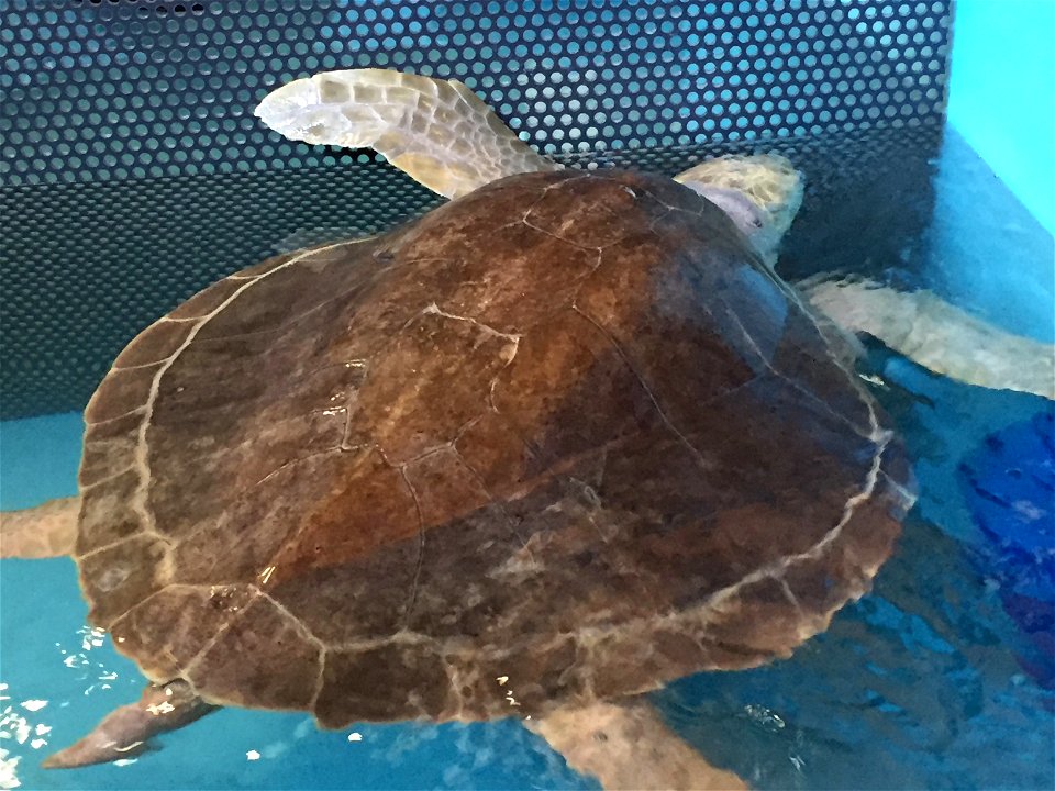 Photo by U.S. Fish and Wildlife Service
Two distressed sea turtles rescued on the coast after winter storms have taken an important next step in their journey to return to the ocean. On April 21, they