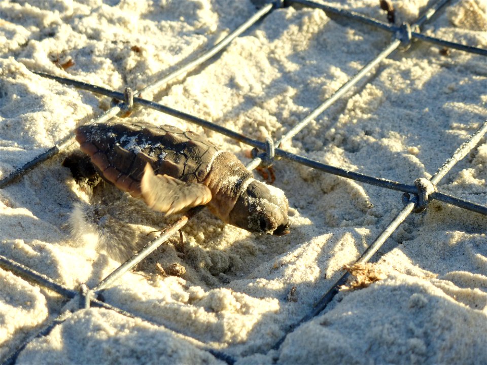 July 24, 2012 - Blackbeard Island, GA
It's all downhill from here as this juvenile turtle maneuvers over the cage that his doting biological interns placed over his nest to protect them from predators