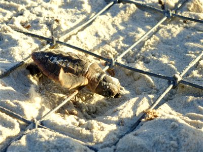 July 24, 2012 - Blackbeard Island, GA
It's all downhill from here as this juvenile turtle maneuvers over the cage that his doting biological interns placed over his nest to protect them from predators