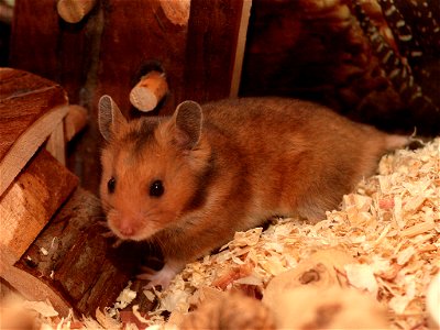 Goldhamster im Käfig