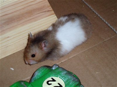 This is a photo taken by me (Melon247 (talk) 19:18, 9 March 2008 (UTC)) in summer 2007. It is of my hamster, Hammy. He liked running in his wheel, which was in a large cardboard box. Soon, he grew too photo