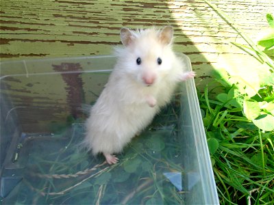 Křeček zlatý