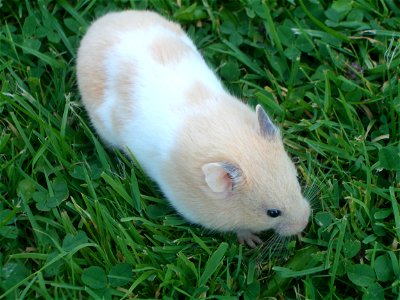 Hamster im Gras photo