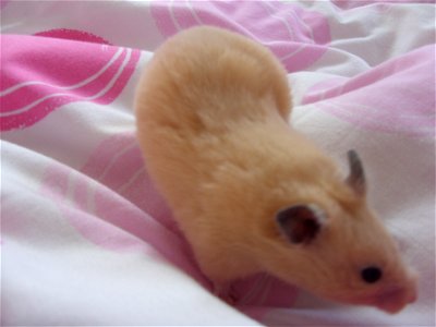 Picture of my sister's hamster, Muffin.