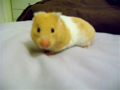 A banded cream syrian hamster, Sally.