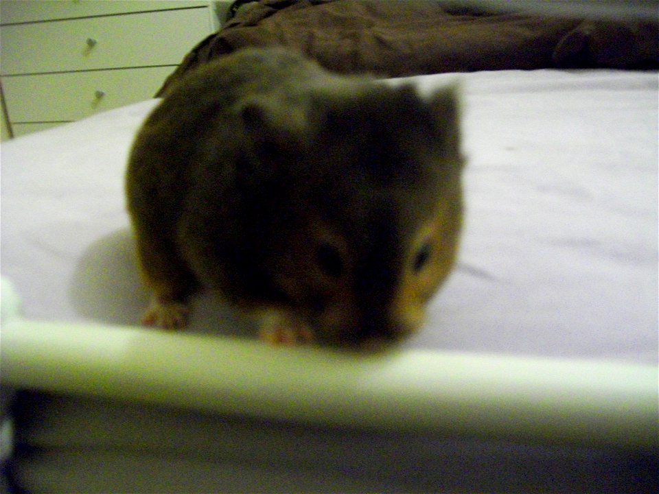 A sable syrian hamster, Sparky.