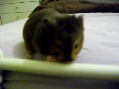 A sable syrian hamster, Sparky. photo