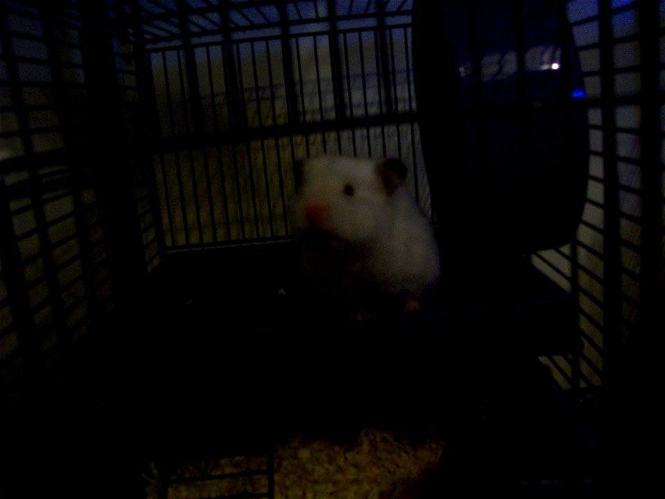 A ruby-eyed white syrian hamster, Sugar.