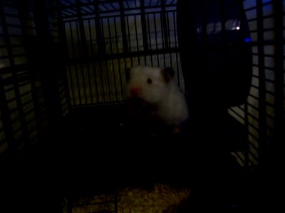 A ruby-eyed white syrian hamster, Sugar. photo