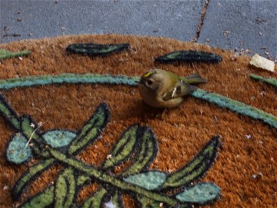 Goldcrest Regulus regulus on my doormat, one autumn day in Berlin, Germany.