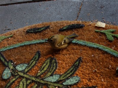 Goldcrest Regulus regulus on my doormat, one autumn day in Berlin, Germany