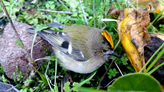 régulus regulus from Corsica