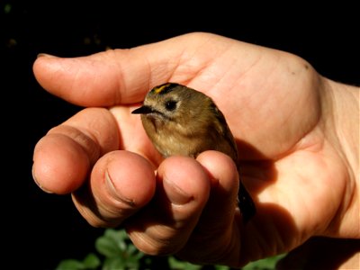 Sárgafejű királyka (Regulus regulus)