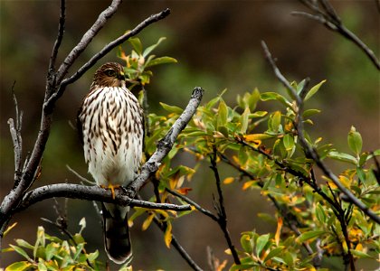 Sharp-shinned Hawk