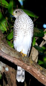 A juvenile Puerto Rican Sharp-shinned Hawk