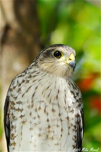 Scientific name: Accipiter striatus venator Common name in Puerto Rican sharp-shinned hawk Common name in Spanish: falcón de sierra Photo by Mike Morel Location: Puerto Rico More information: photo