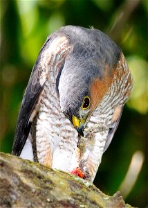 A Puerto Rican Sharp-shinned Hawk sitting on branch with head down eating