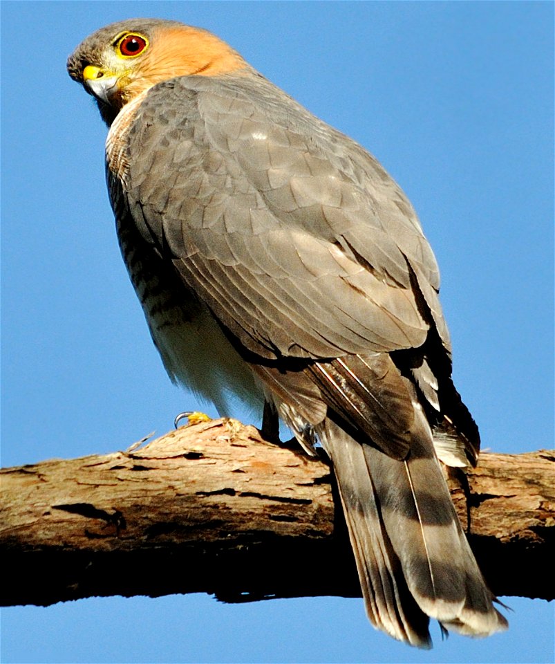 Puerto Rican Sharp-shinned hawk sitting on tree branch