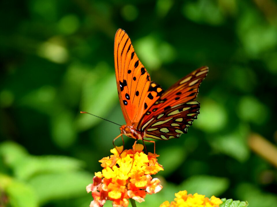 Beauty nature butterfly garden