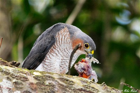 Scientific name: Accipiter striatus venator Common name in Puerto Rican sharp-shinned hawk Common name in Spanish: falcón de sierra Photo by Mike Morel Location: Puerto Rico More information: photo