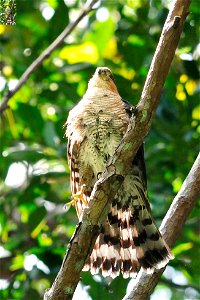 Scientific name: Accipiter striatus venator Common name in Puerto Rican sharp-shinned hawk Common name in Spanish: falcón de sierra Photo by Mike Morel Location: Puerto Rico More information: photo