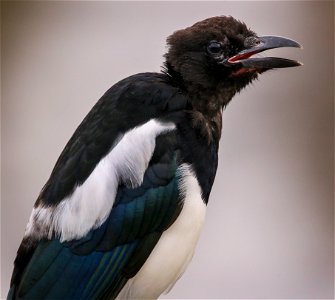 Magpie Fledging photo