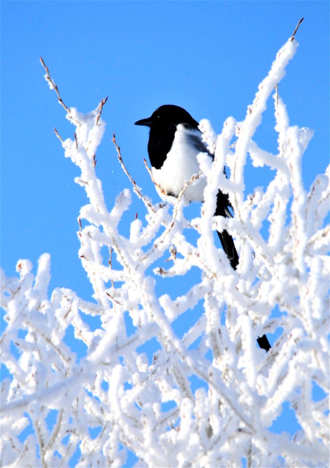 A black-billed magpie soaks up some sun on a cold morning. Hoar frost clings to the cottowoods.