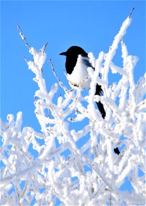 A black-billed magpie soaks up some sun on a cold morning. Hoar frost clings to the cottowoods. photo
