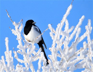 A black-billed magpie soaks up some sun on a cold morning. Hoar frost clings to the cottowoods. Photo: Tom Koerner/USFWS photo