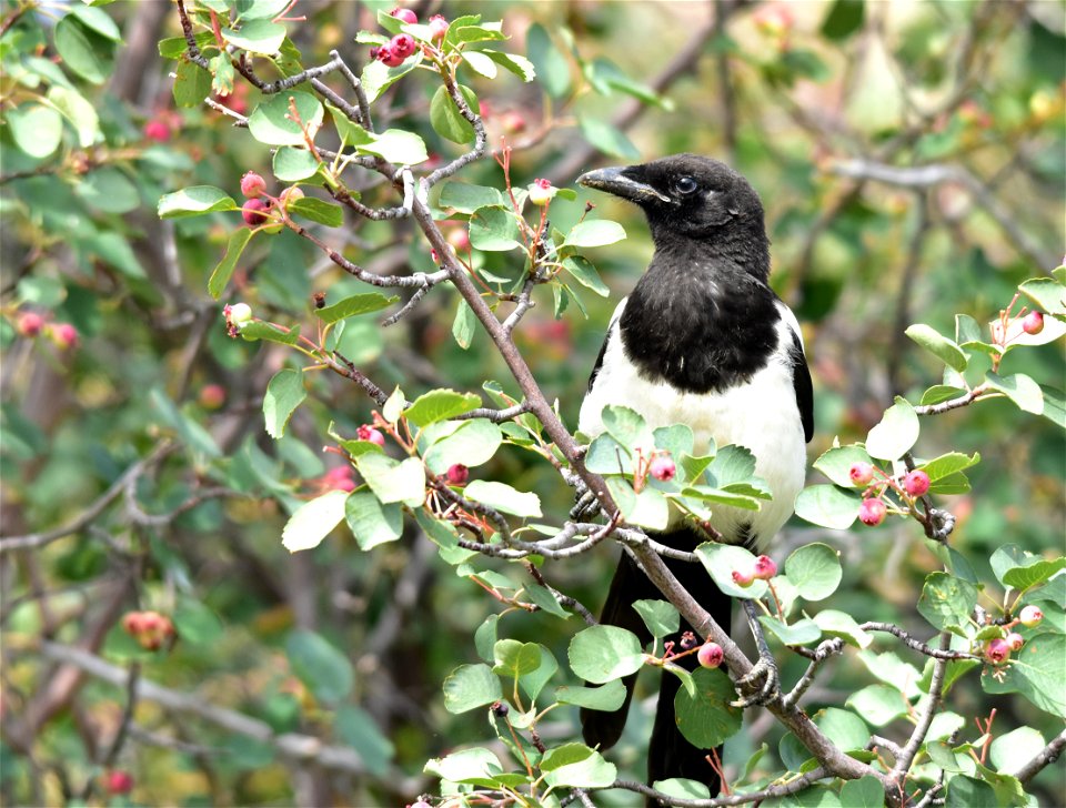 Photo: Tom Koerner/USFWS