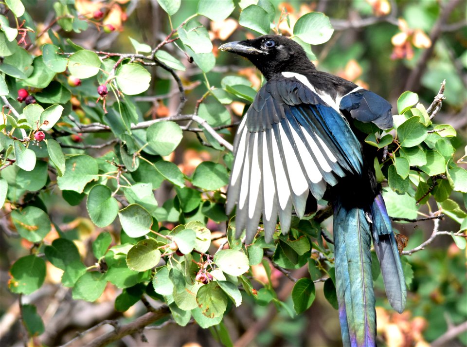 Photo: Tom Koerner/USFWS