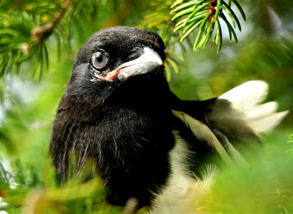 A young black-billed magpie emerges from its nest to investigate the big world.  Photo: Tom Koerner/USFWS