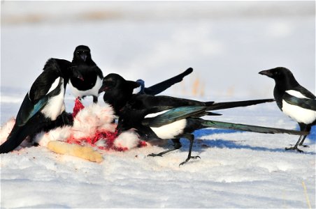 Black-billed magpies quickly move in on what is left of a white-tailed jackrabbit killed by a golden eagle. Photo: Tom Koerner/USFWS photo
