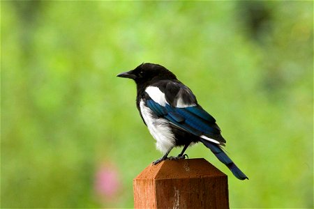 Black-bellied magpie standing on wood post at Kenai National Wildlife Refuge. photo