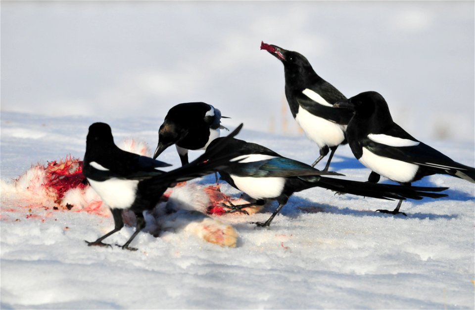 Black-billed magpies quickly move in on what is left of a white-tailed jackrabbit killed by a golden eagle. 

Photo: Tom Koerner/USFWS