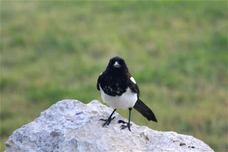 Magpies are familiar birds throughout western North America. According to the Cornell Lab of Ornithology, magpies have associated with people for a long time.They frequently followed hunting parties photo