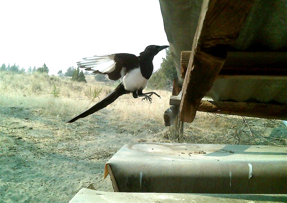 Three critter cams were set up in the Juniper Dunes Wilderness Area in eastern Washington from June 24 until Aug. 18, 2015. While many species came to check out the water stations we did have some ham