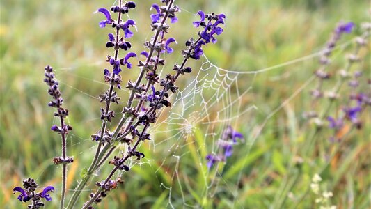 Meadow morning water drops