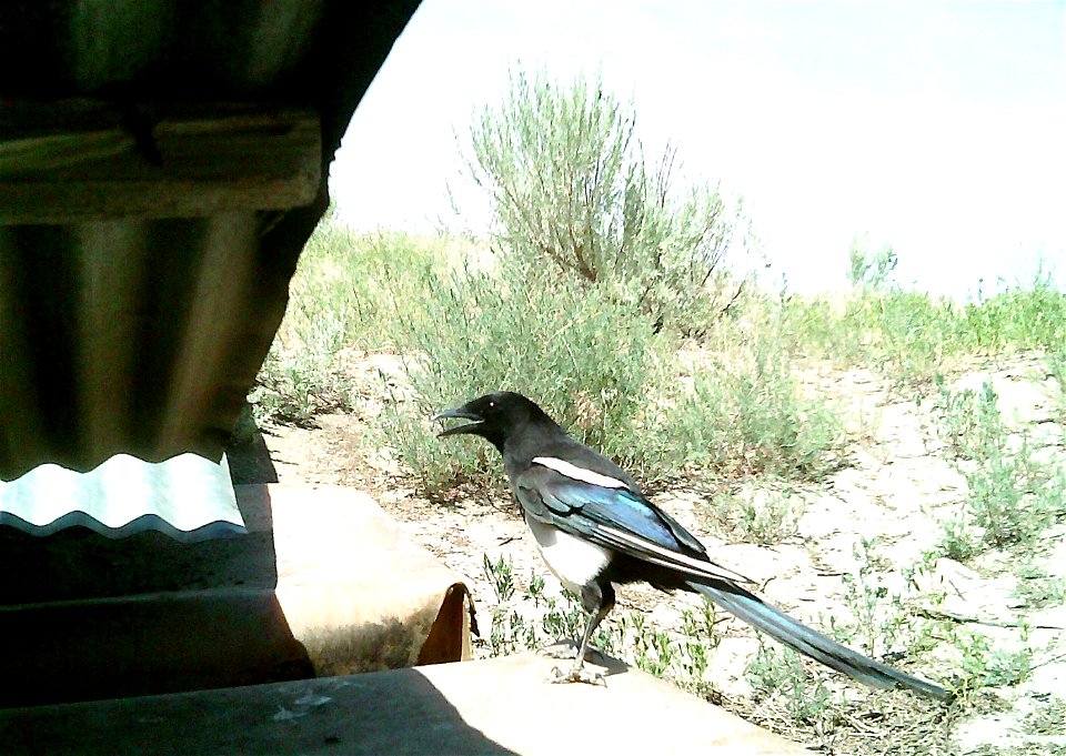 Three critter cams were set up in the Juniper Dunes Wilderness Area in eastern Washington from June 24 until Aug. 18, 2015. While many species came to check out the water stations we did have some ham