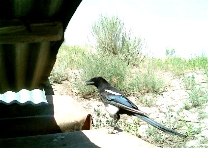 Three critter cams were set up in the Juniper Dunes Wilderness Area in eastern Washington from June 24 until Aug. 18, 2015. While many species came to check out the water stations we did have some ham