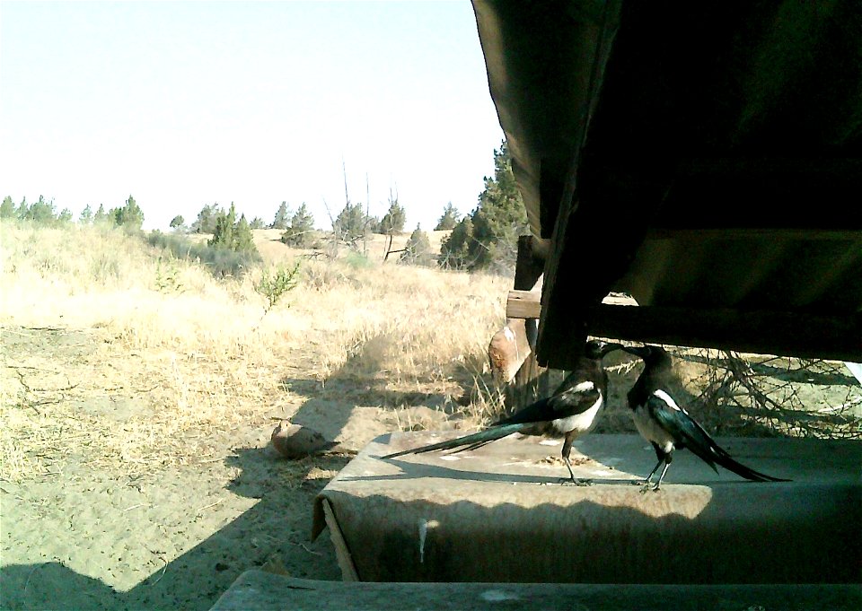 Three critter cams were set up in the Juniper Dunes Wilderness Area in eastern Washington from June 24 until Aug. 18, 2015. While many species came to check out the water stations we did have some ham