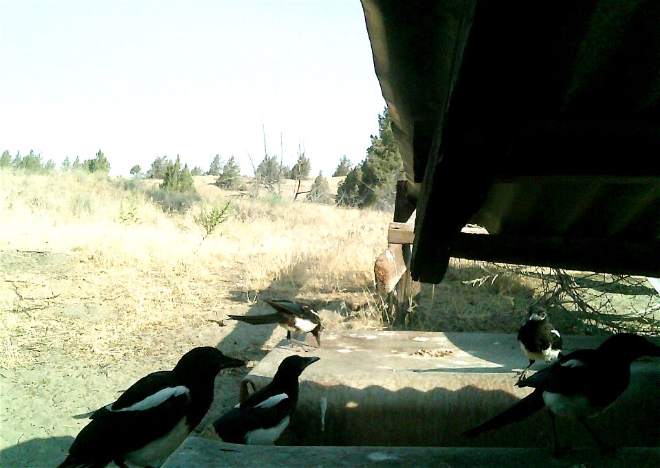 Three critter cams were set up in the Juniper Dunes Wilderness Area in eastern Washington from June 24 until Aug. 18, 2015. While many species came to check out the water stations we did have some ham
