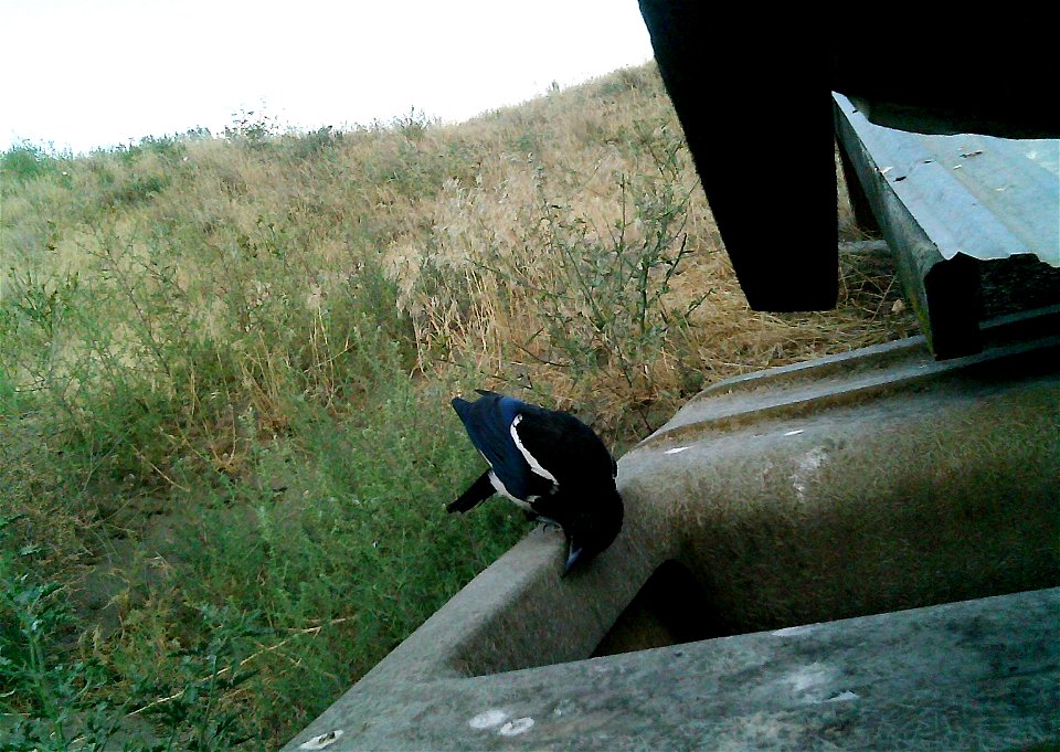 Three critter cams were set up in the Juniper Dunes Wilderness Area in eastern Washington from June 24 until Aug. 18, 2015. While many species came to check out the water stations we did have some ham